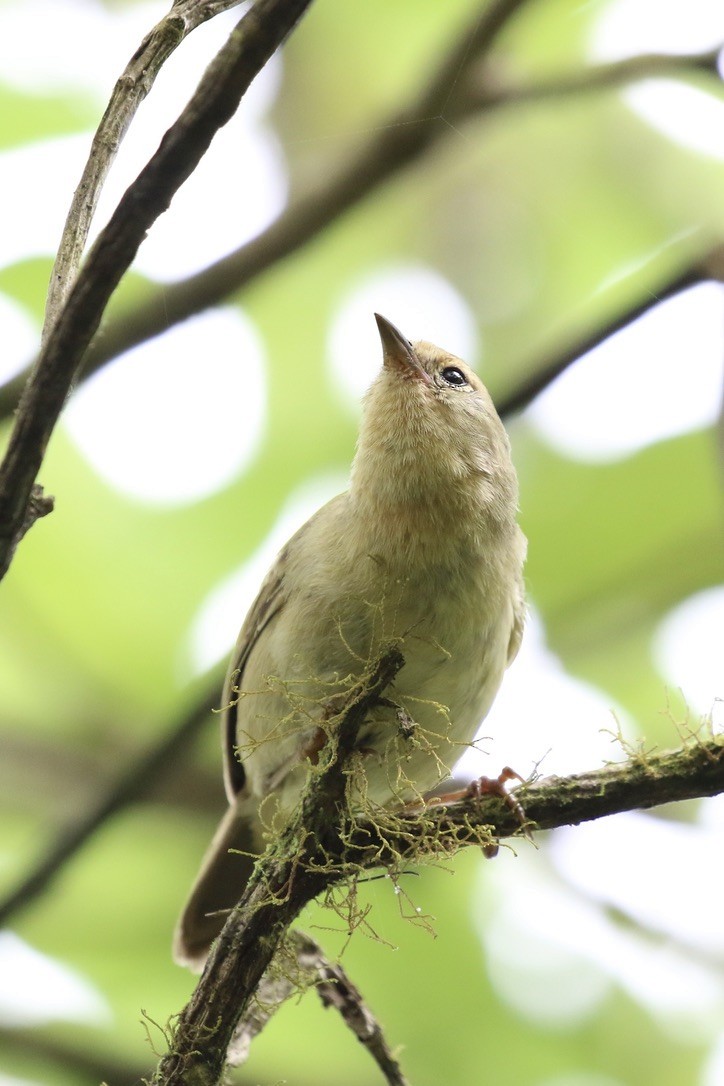 Green Warbler-Finch - ML615255456