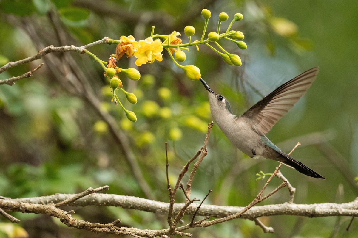 kolibřík klínoocasý - ML615255467