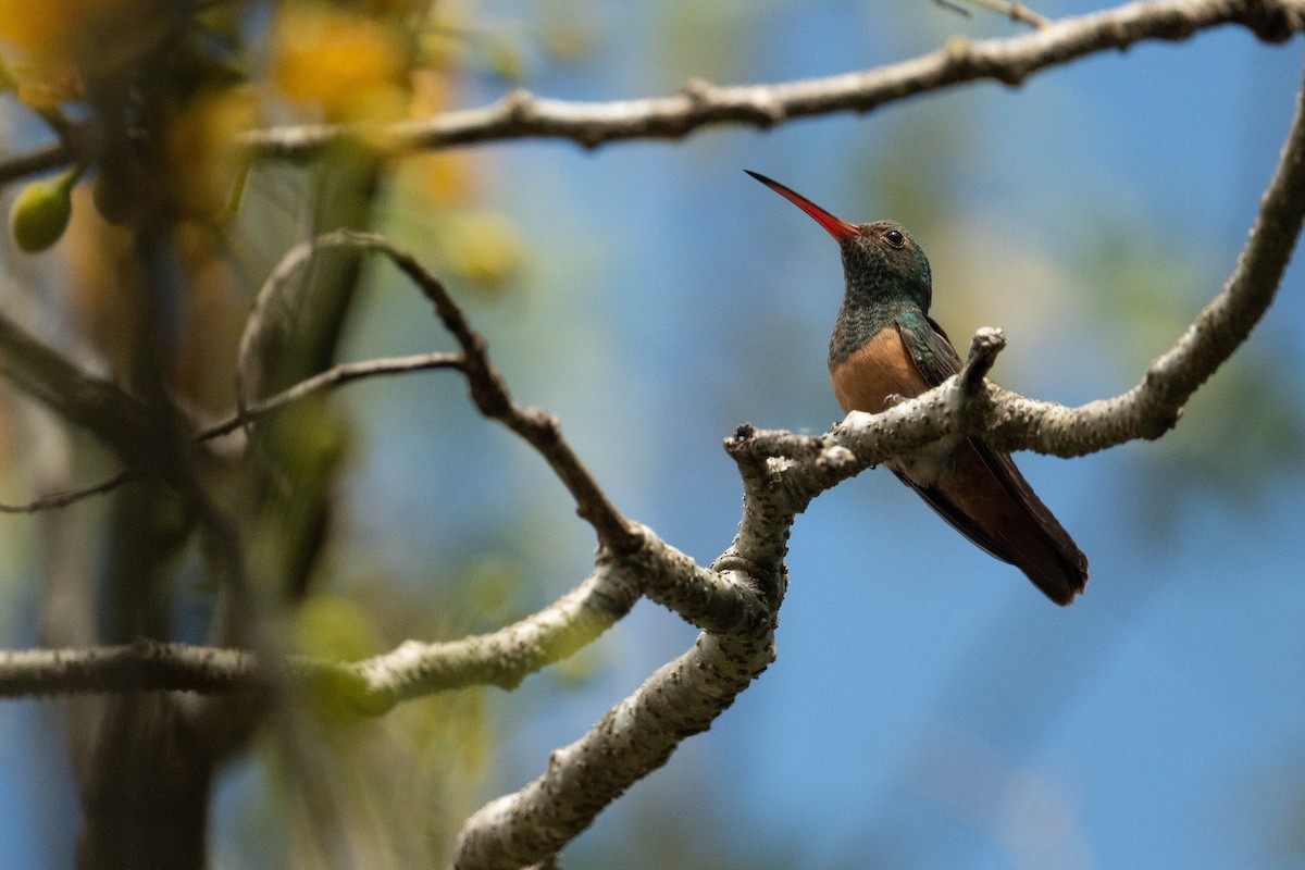 kolibřík yukatanský - ML615255469