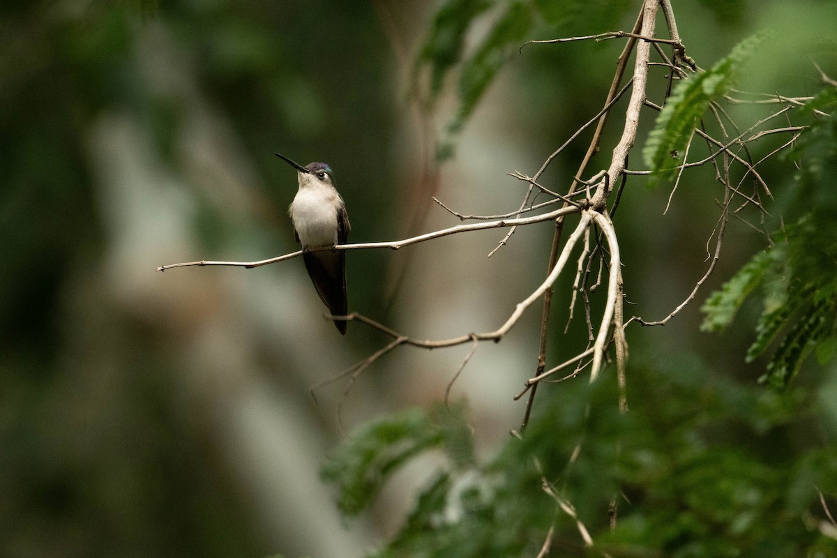kolibřík klínoocasý - ML615255480