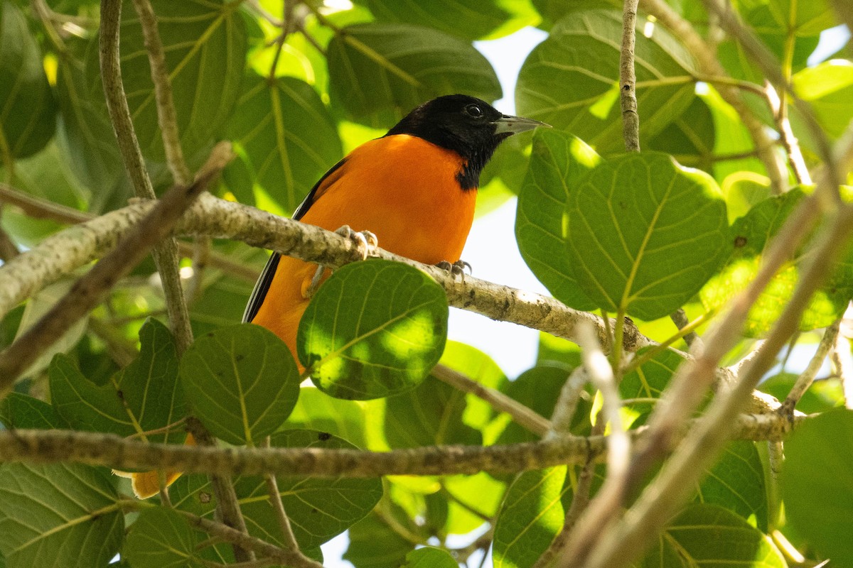 Baltimore Oriole - Thibaut RIVIERE