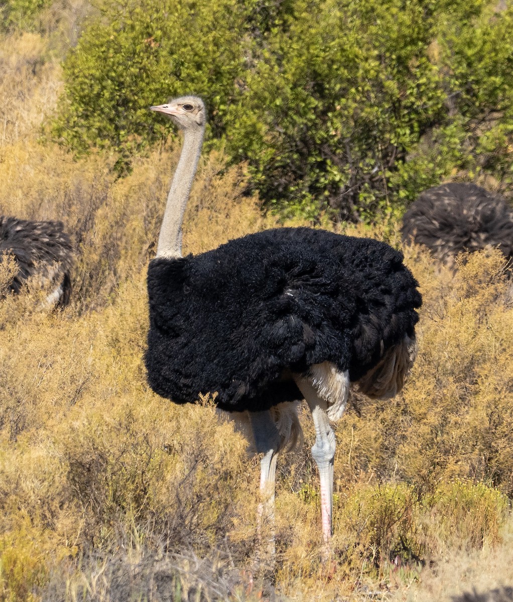 Common Ostrich - ML615255504