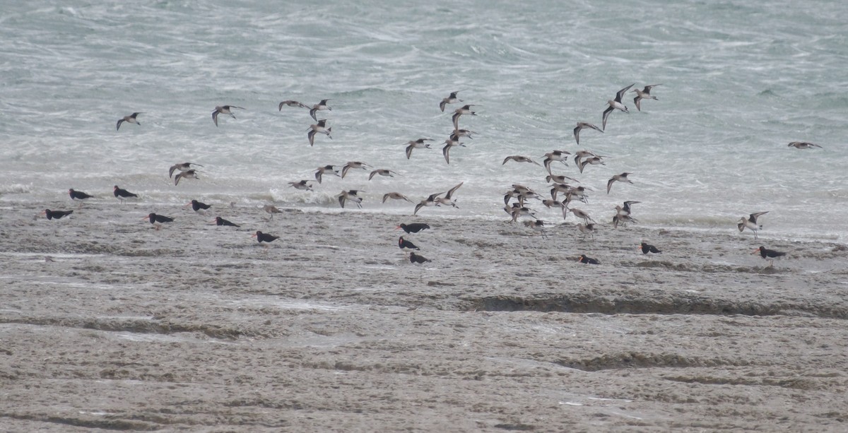 Hudsonian Godwit - Milosz Cousens