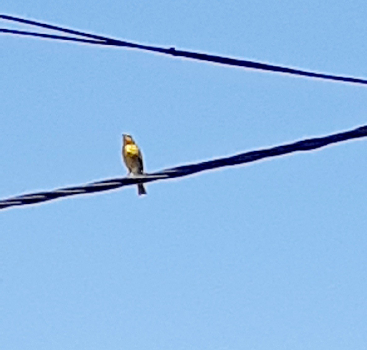 Saffron Finch - Elizabeth Lorenzo