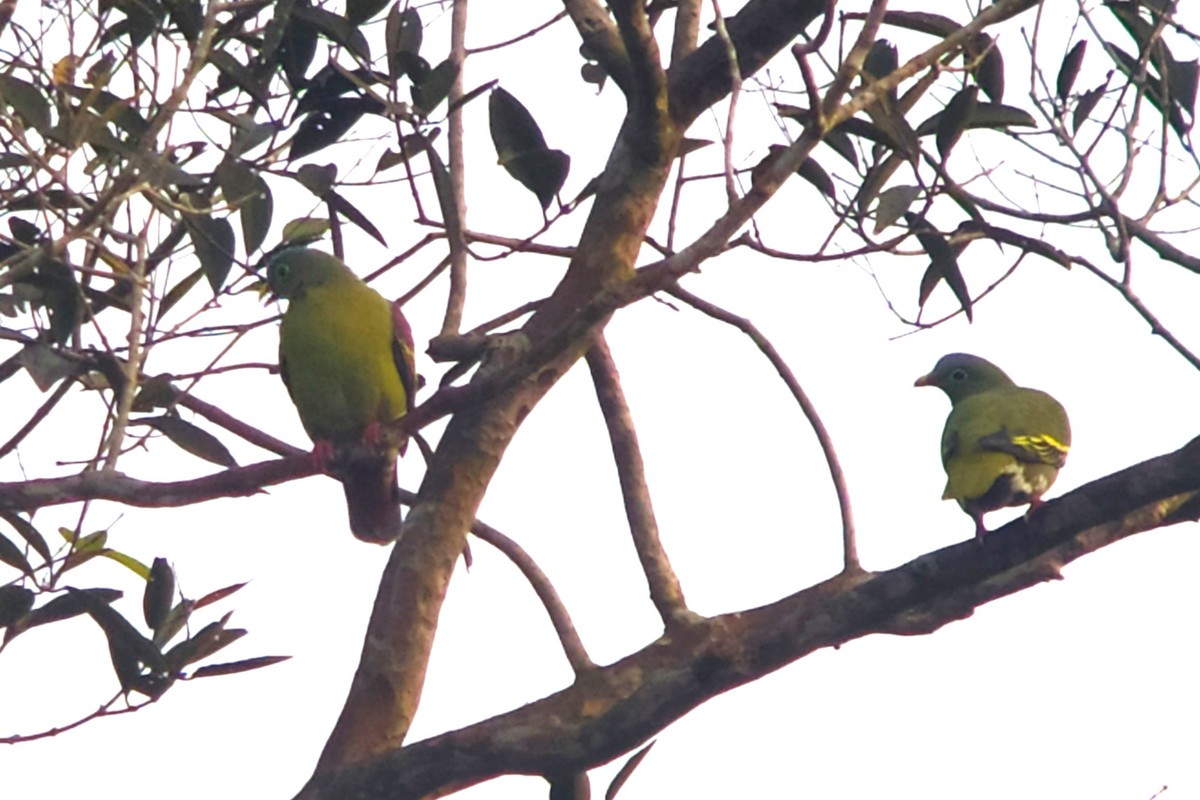 Thick-billed Green-Pigeon (Thick-billed) - ML615255580
