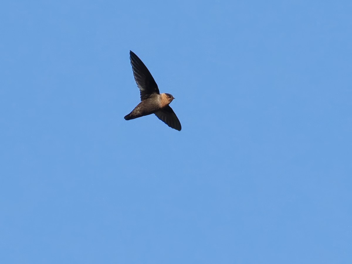 Chestnut-collared Swift - ML615255603