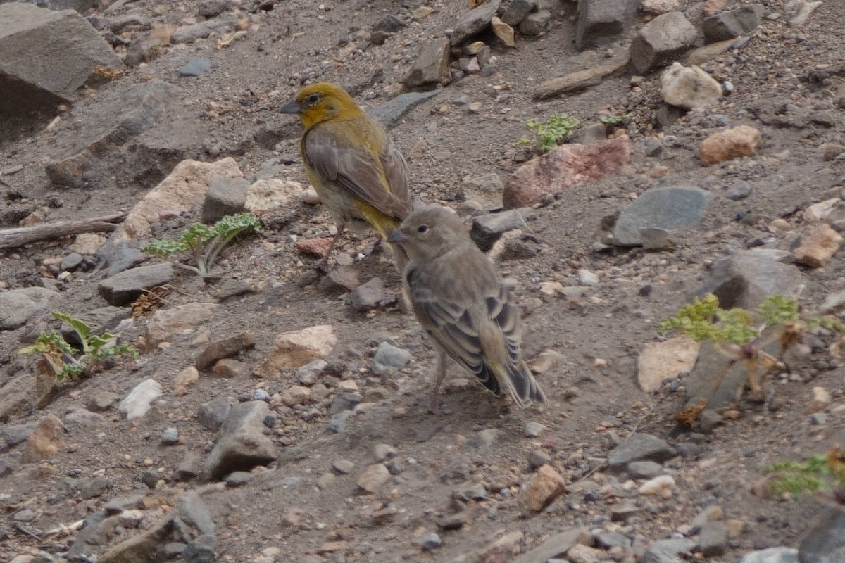 Greater Yellow-Finch - ML615255683