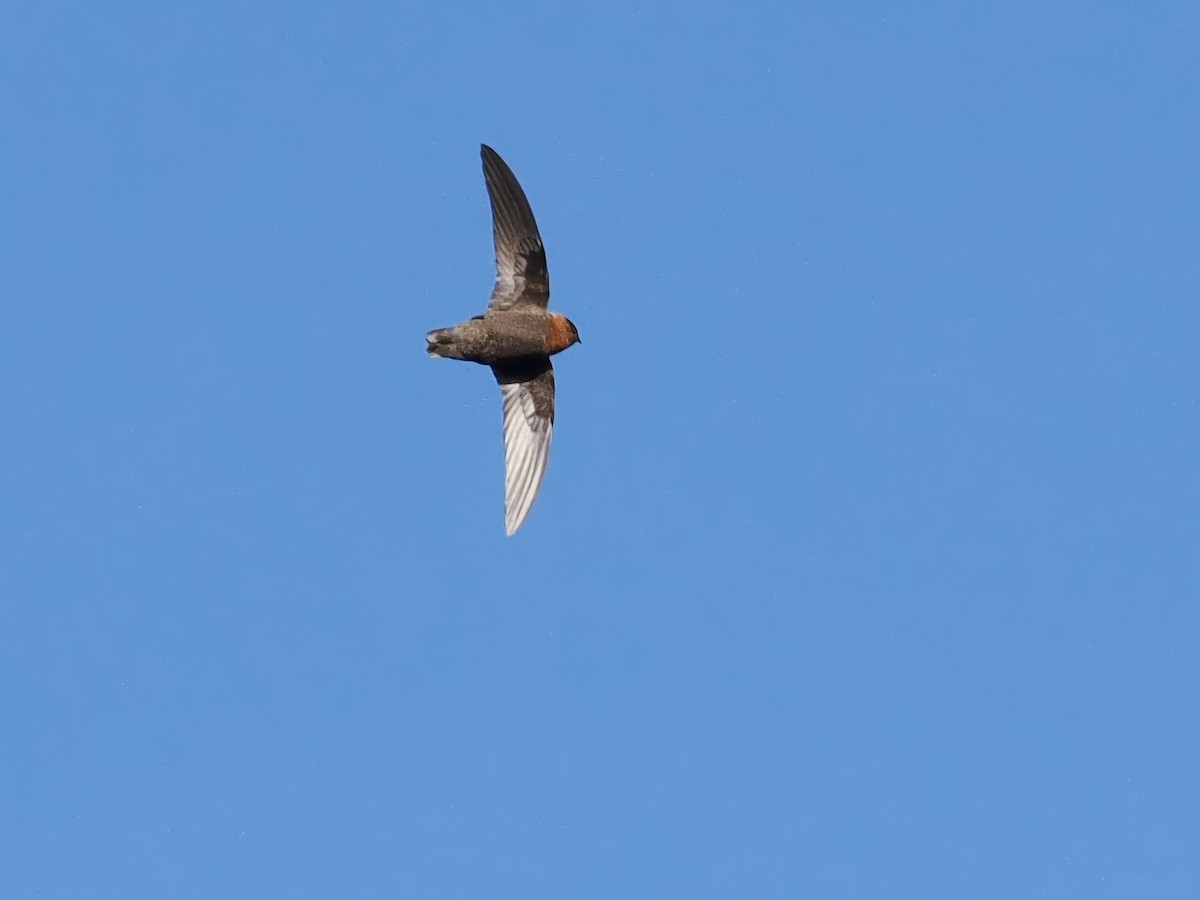 Chestnut-collared Swift - ML615255705