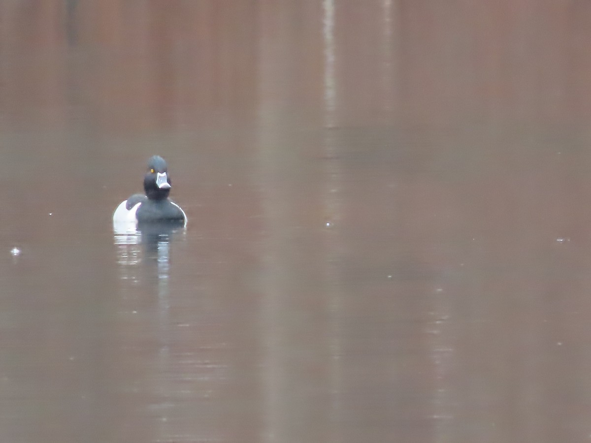 Ring-necked Duck - ML615255707