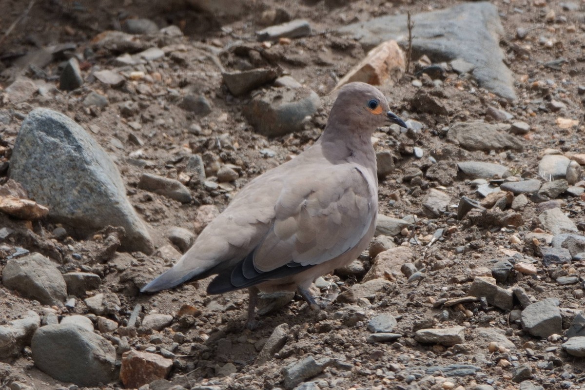 Black-winged Ground Dove - ML615255773