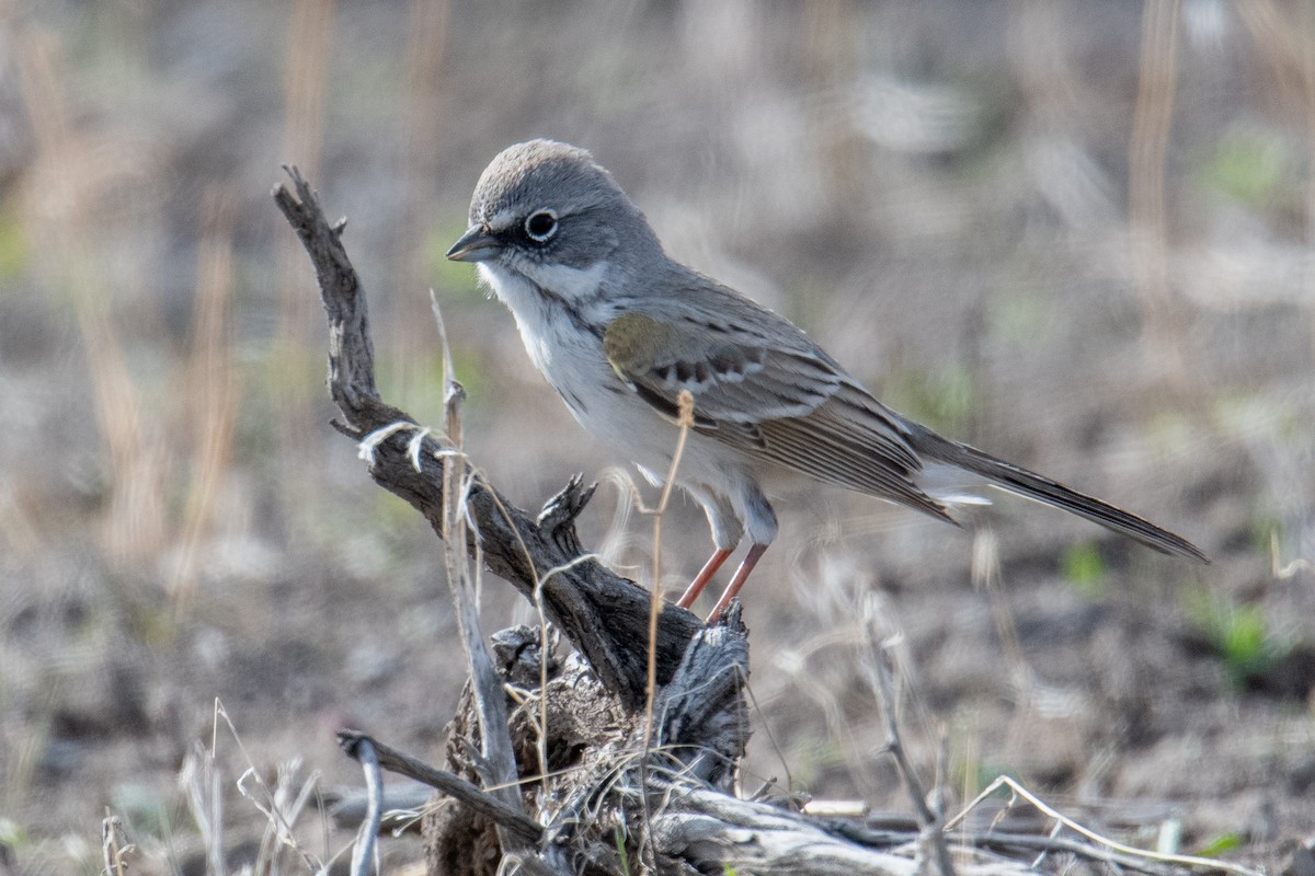 Sagebrush Sparrow - ML615255845