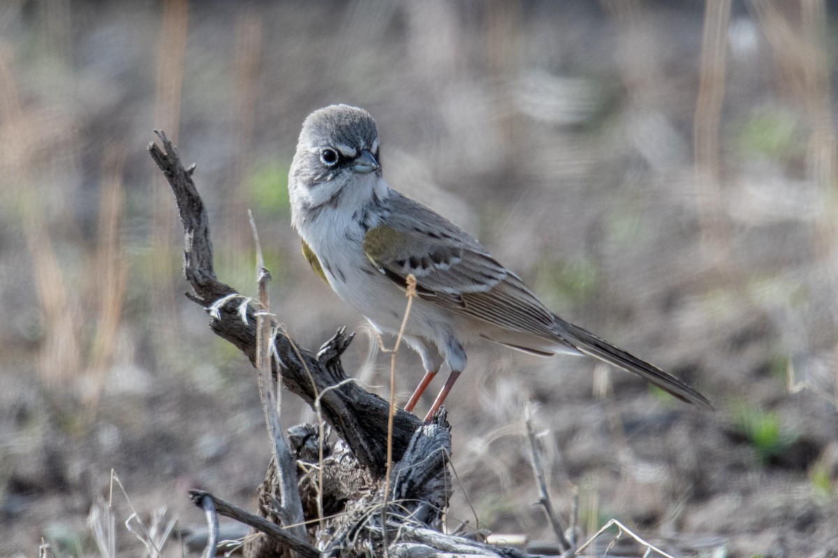 Sagebrush Sparrow - ML615255846