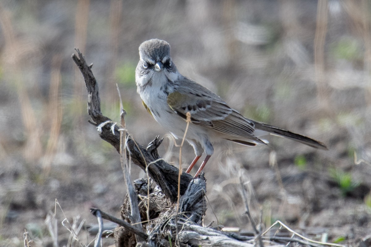 Sagebrush Sparrow - ML615255847