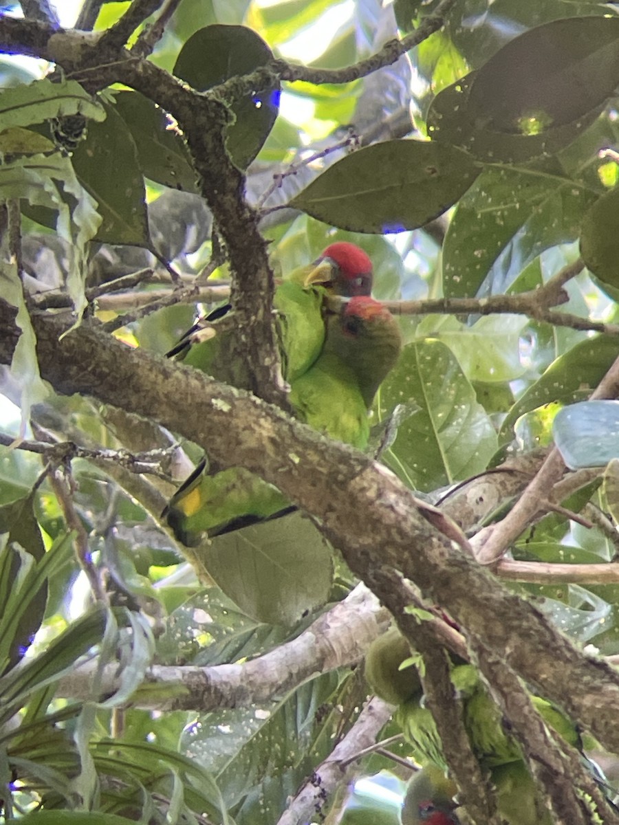 papoušík kostarický - ML615255854