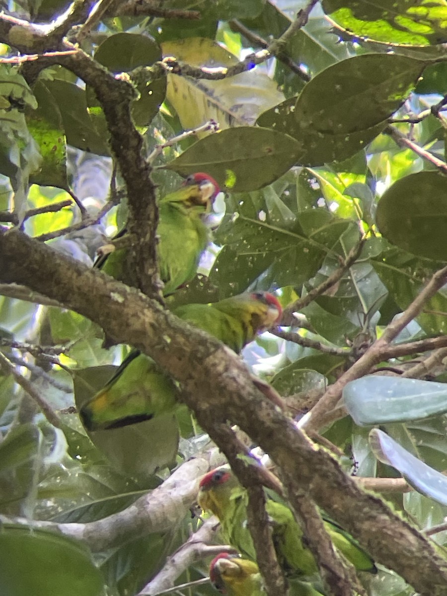 papoušík kostarický - ML615255855