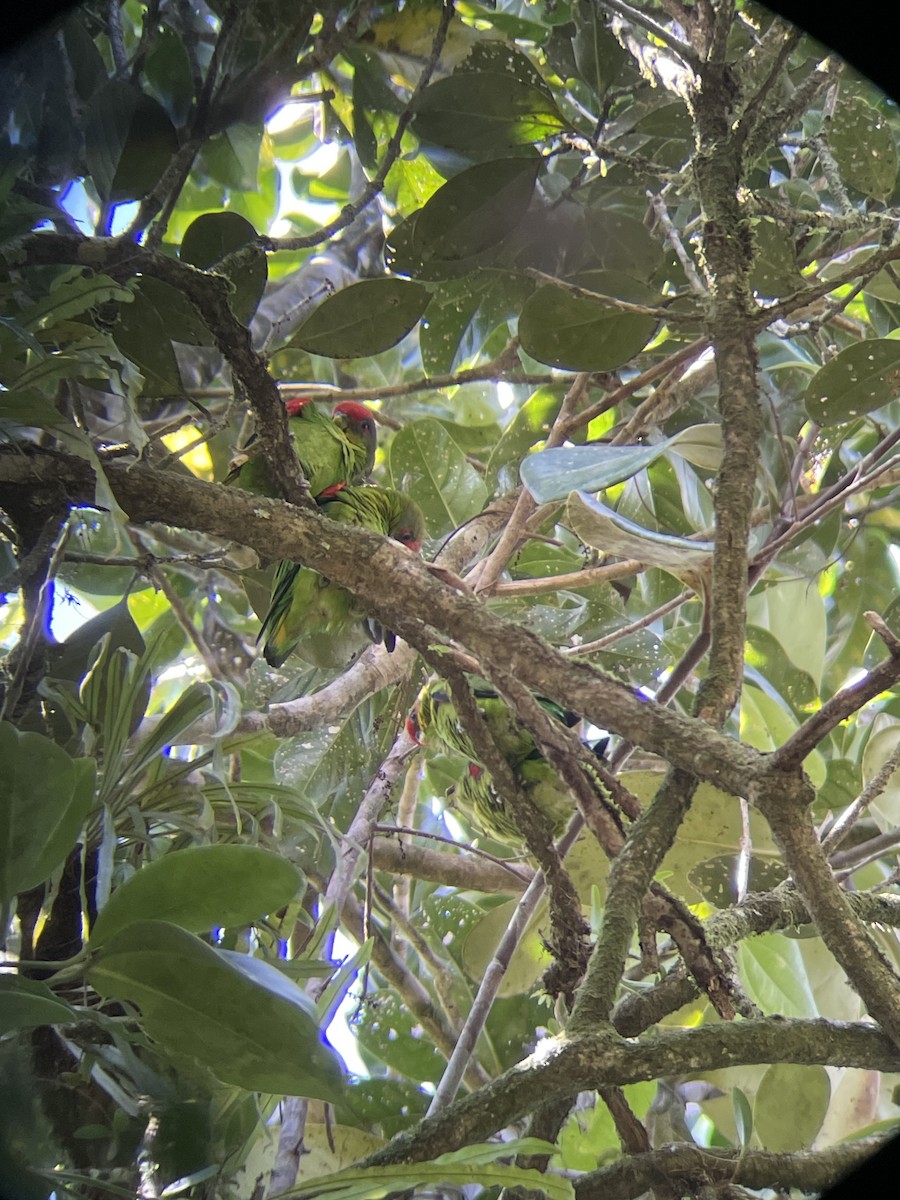 papoušík kostarický - ML615255857