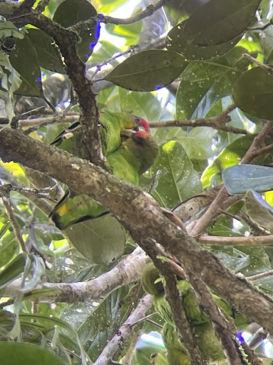papoušík kostarický - ML615255858