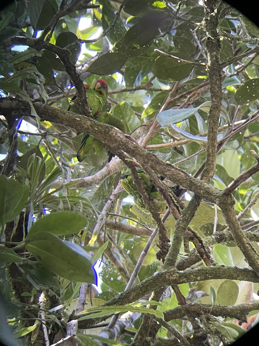 papoušík kostarický - ML615255859