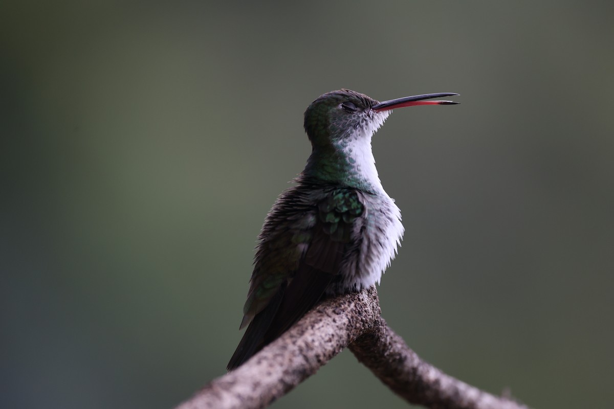 Green-and-white Hummingbird - ML615255872