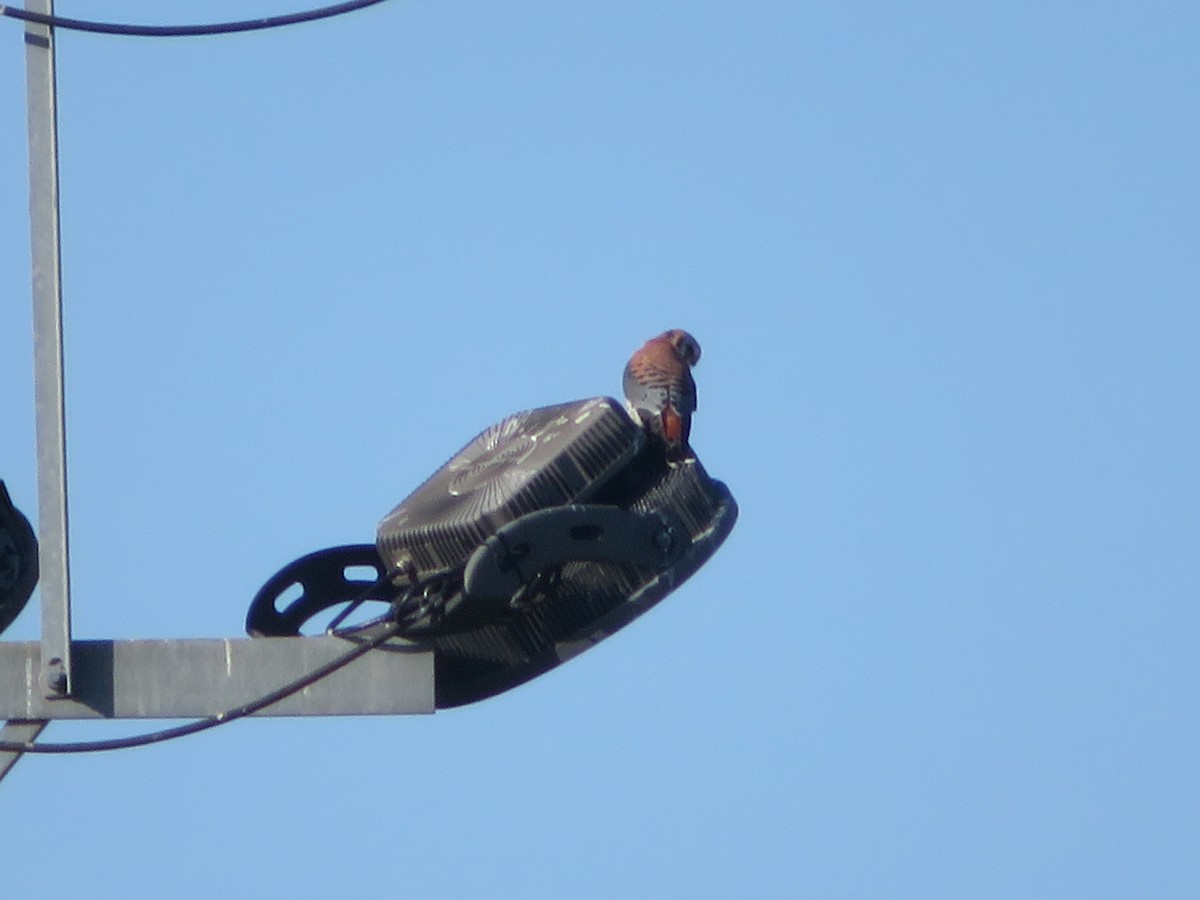 American Kestrel - ML615255928