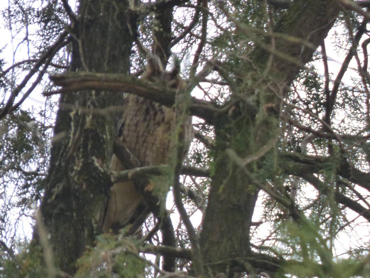 Long-eared Owl - ML615255954