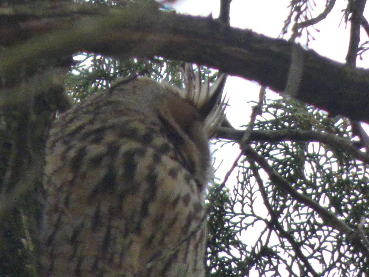 Long-eared Owl - ML615255955