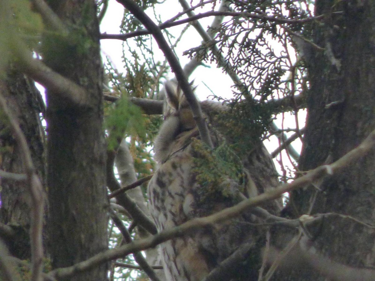 Long-eared Owl - ML615255956