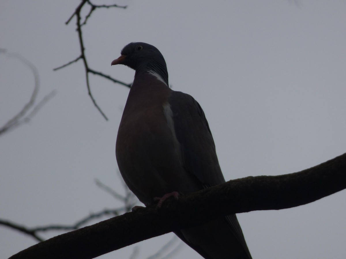 Common Wood-Pigeon - ML615255959