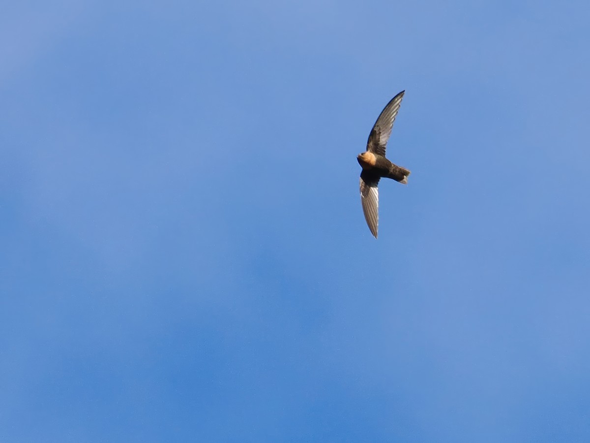 Chestnut-collared Swift - ML615255966