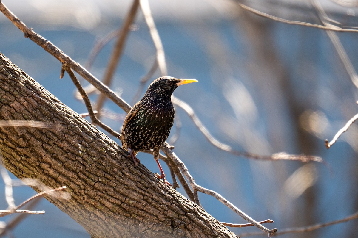 European Starling - ML615255992