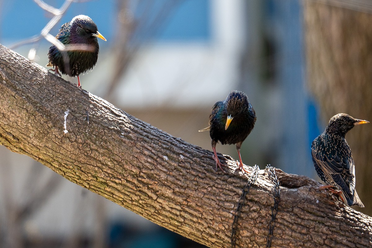 European Starling - Hannes Breuninger