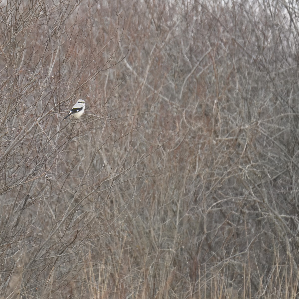 Northern Shrike - ML615256000