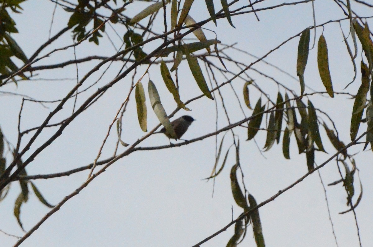 Bushtit - 🦜 Daniel Correia 🦜