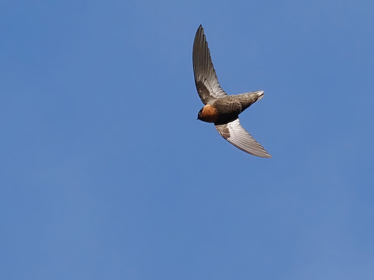 Chestnut-collared Swift - ML615256017