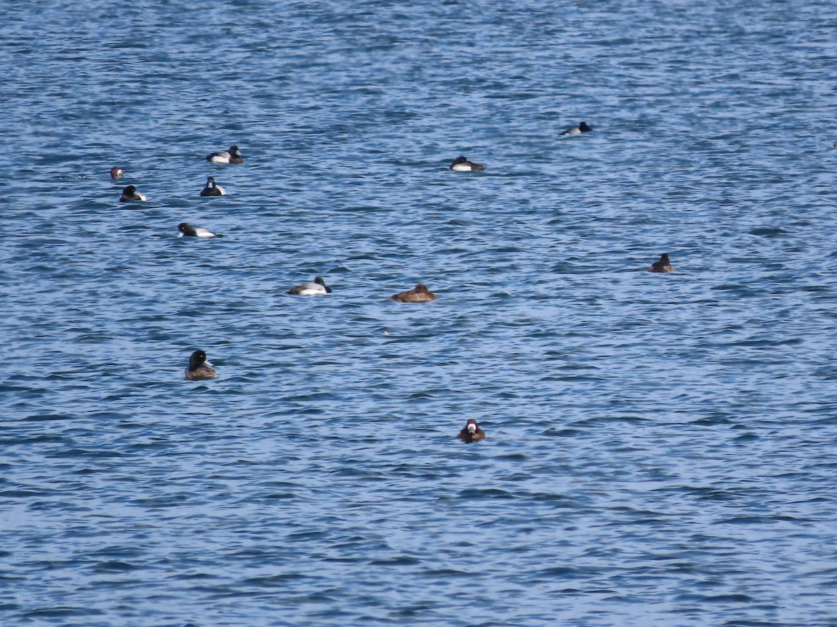 Greater Scaup - ML615256063