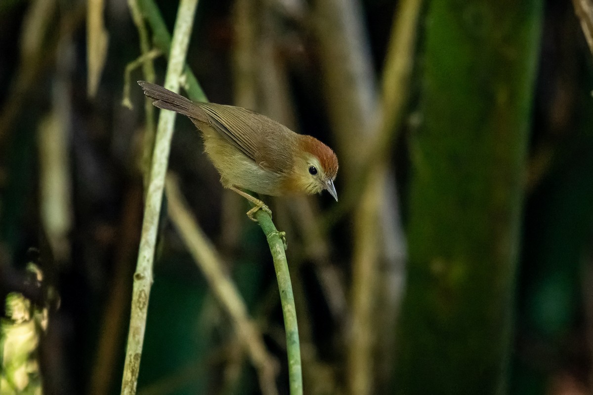 Rufous-fronted Babbler - Dominic More O’Ferrall