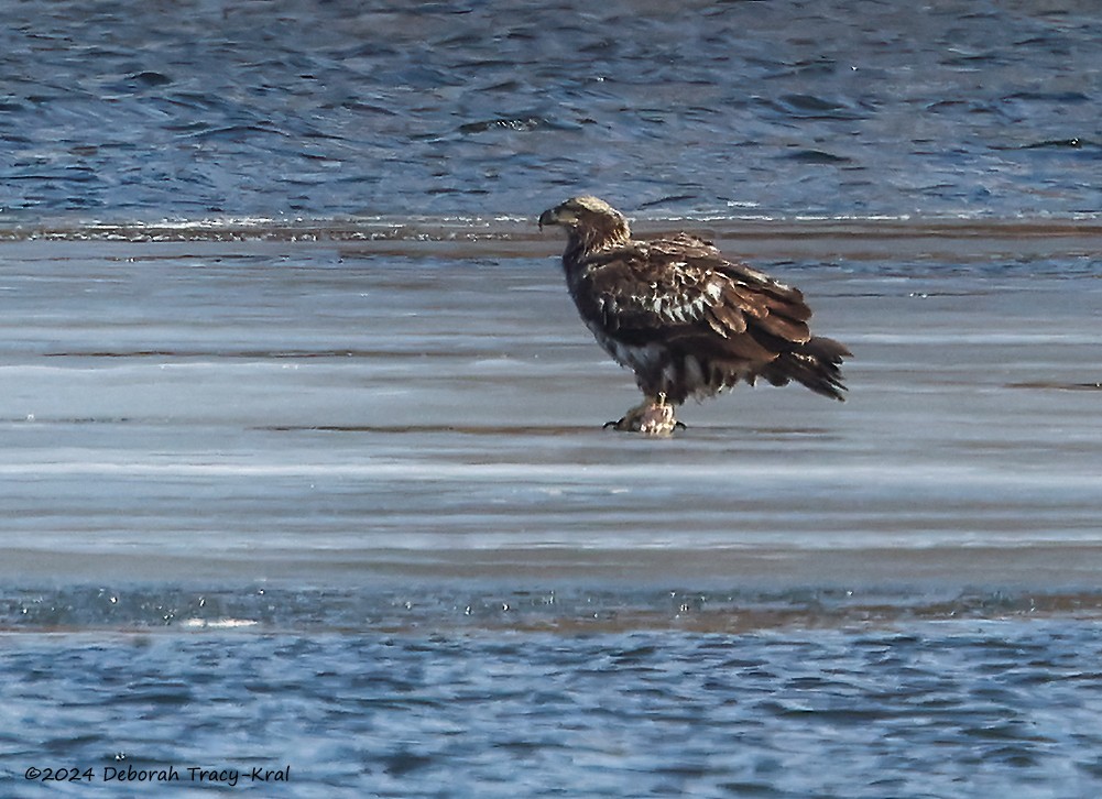 Weißkopf-Seeadler - ML615256198