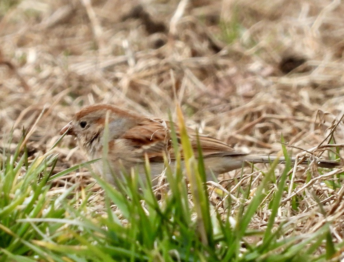 Field Sparrow - ML615256416