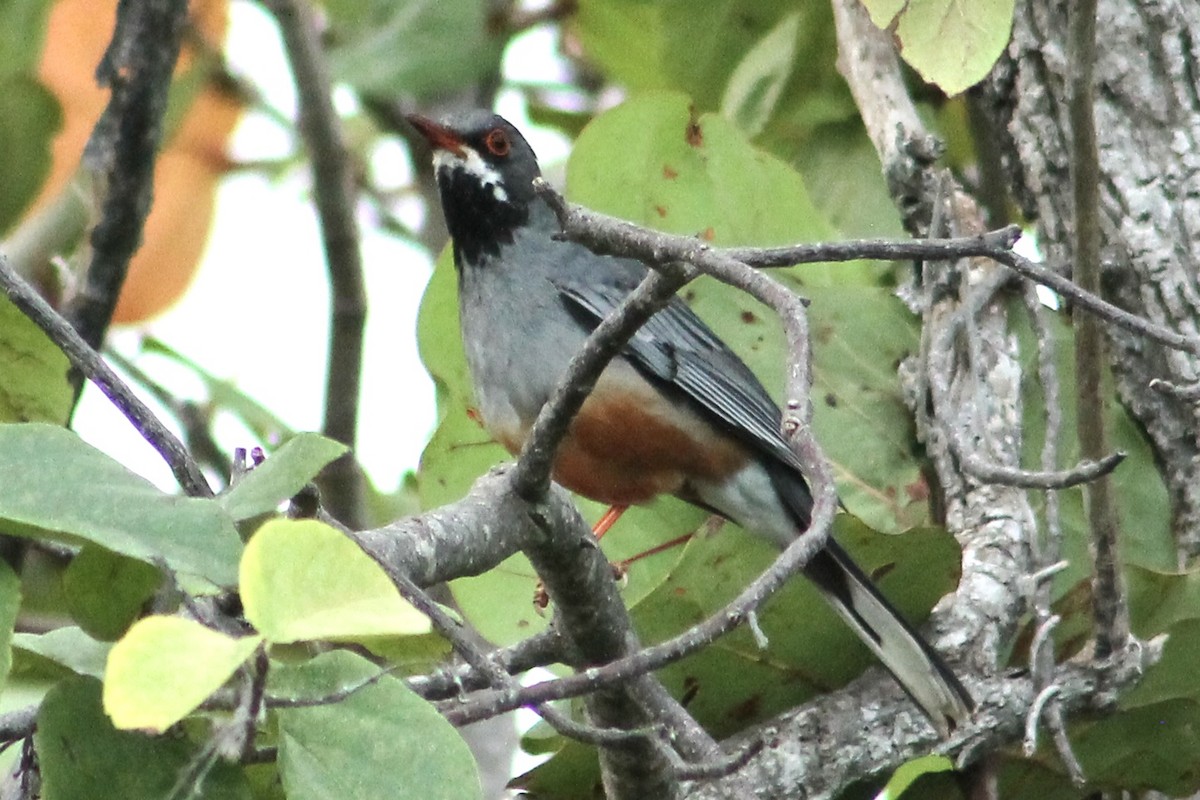 Red-legged Thrush - ML615256439