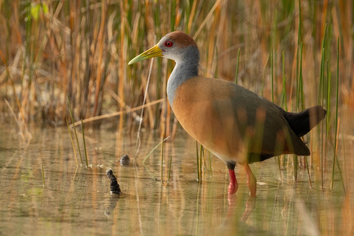 Russet-naped Wood-Rail - ML615256479