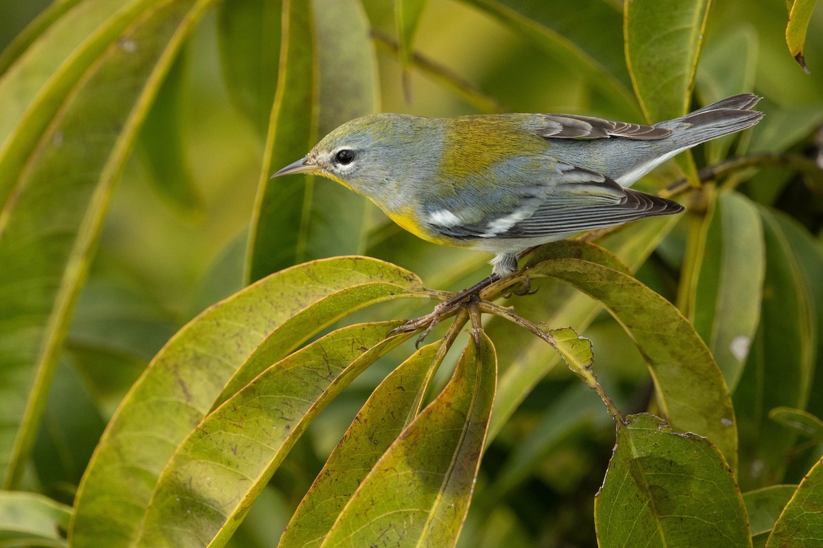 Northern Parula - ML615256489