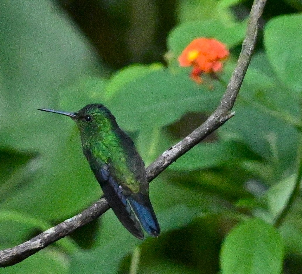 Steely-vented Hummingbird - ML615256539