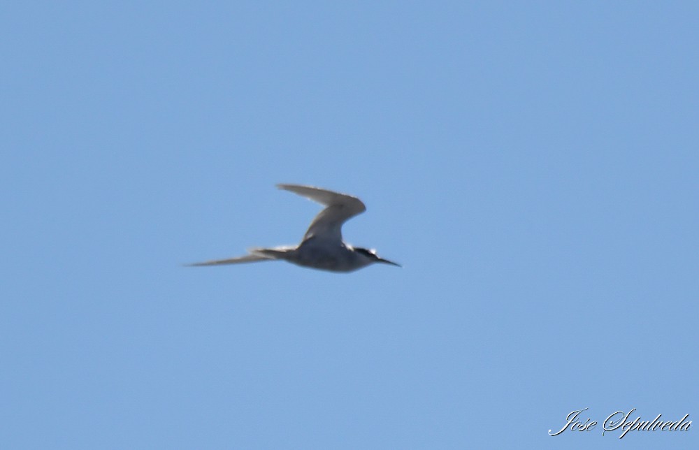 Peruvian Tern - ML615256553