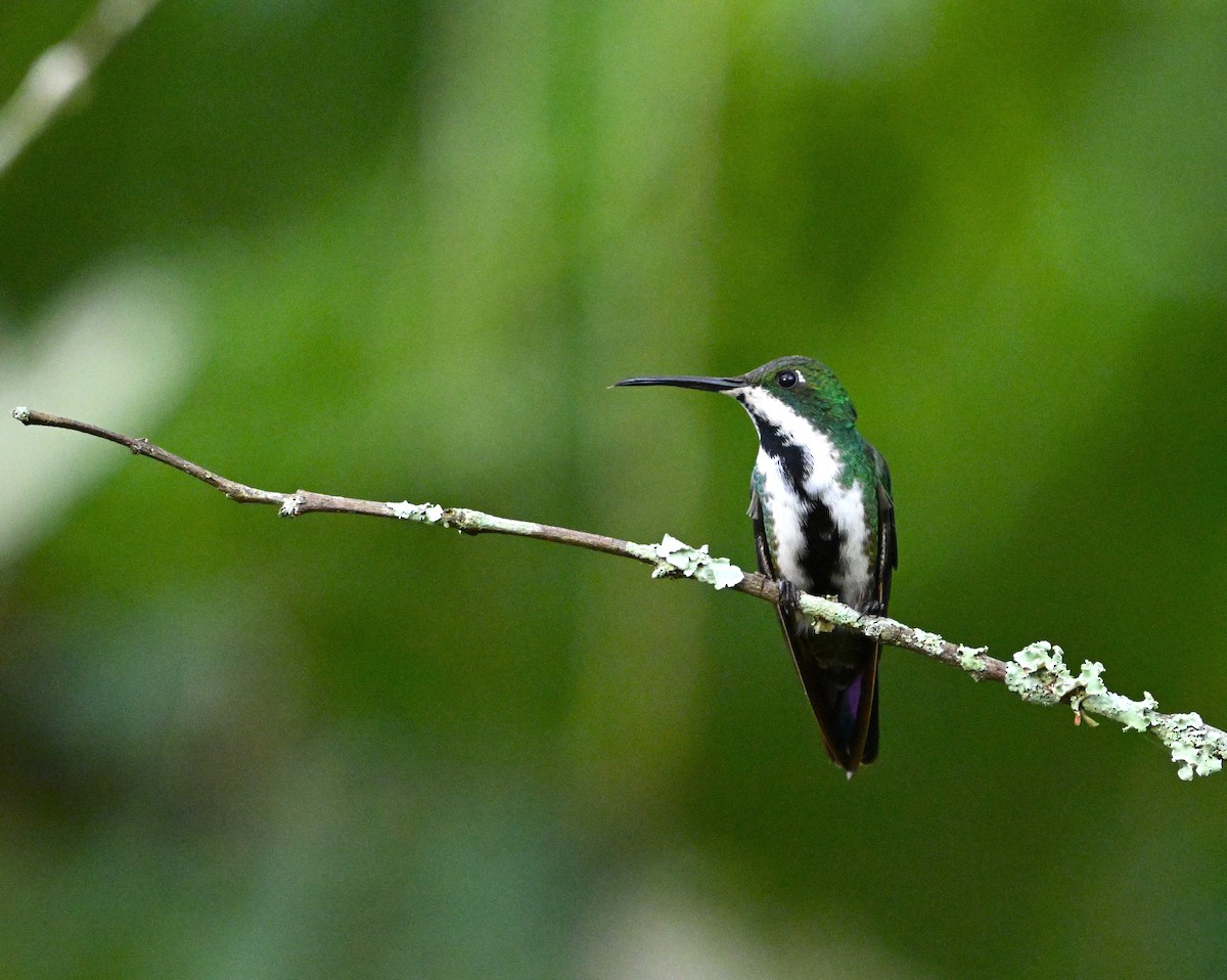 kolibřík tropický - ML615256581