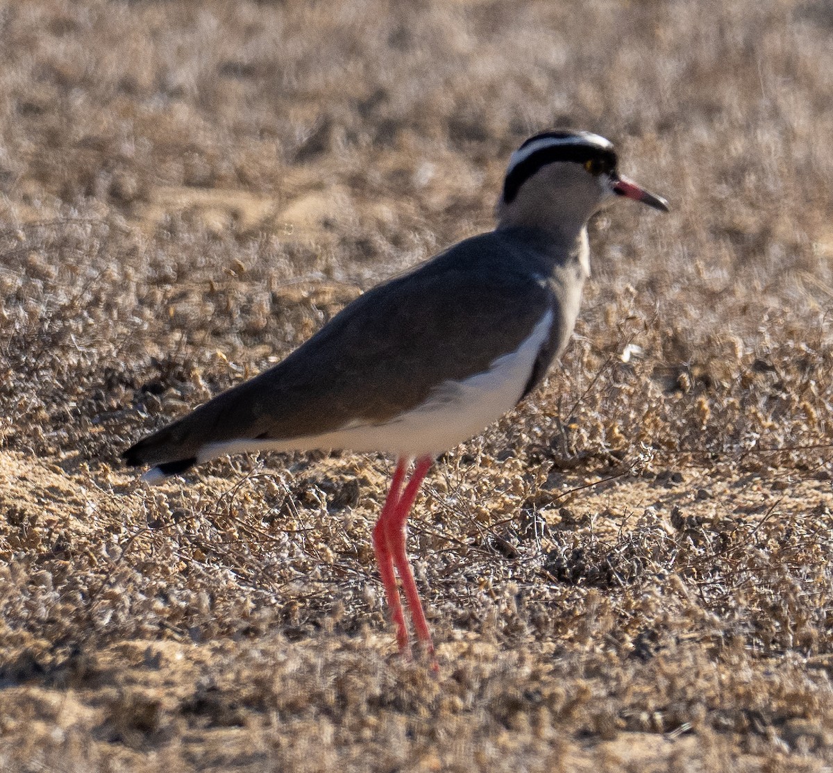 Crowned Lapwing - ML615256595