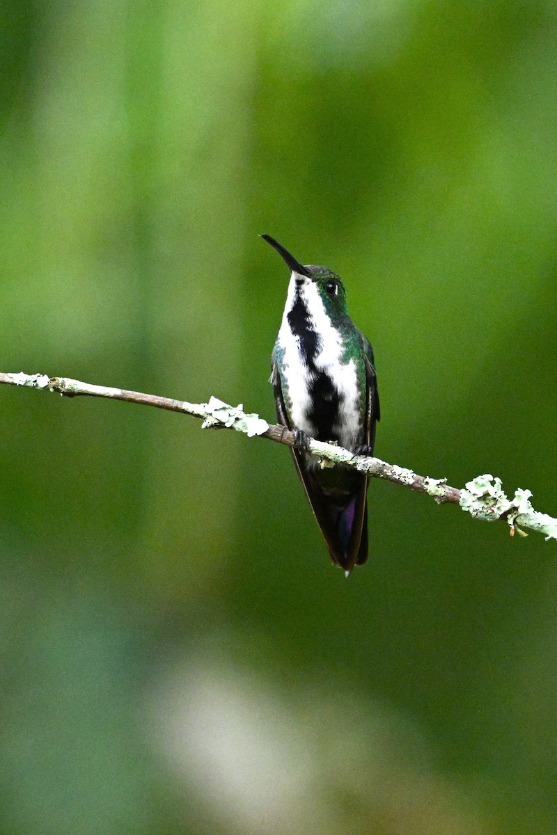 kolibřík tropický - ML615256600