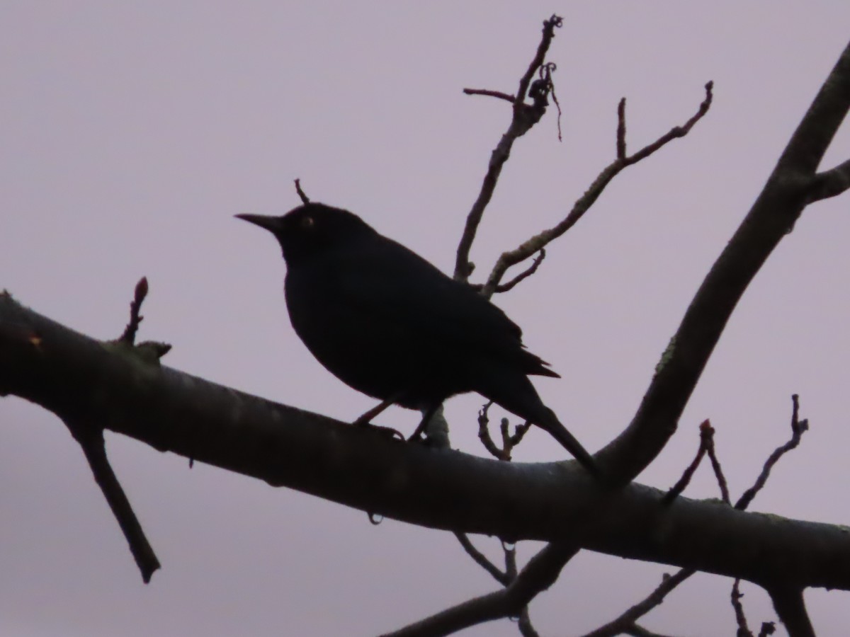 Rusty Blackbird - ML615256604