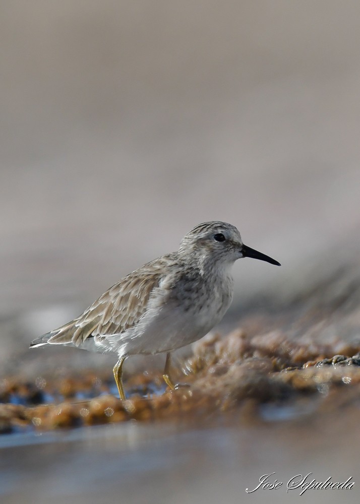 Least Sandpiper - ML615256606