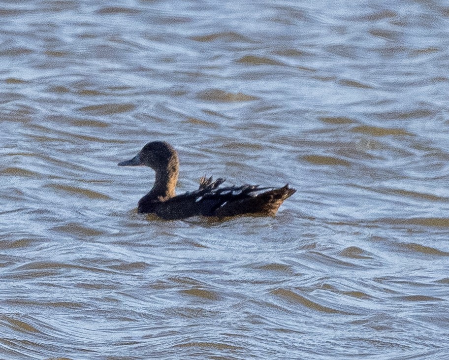 African Black Duck - ML615256608
