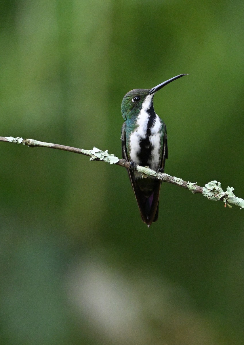 kolibřík tropický - ML615256612